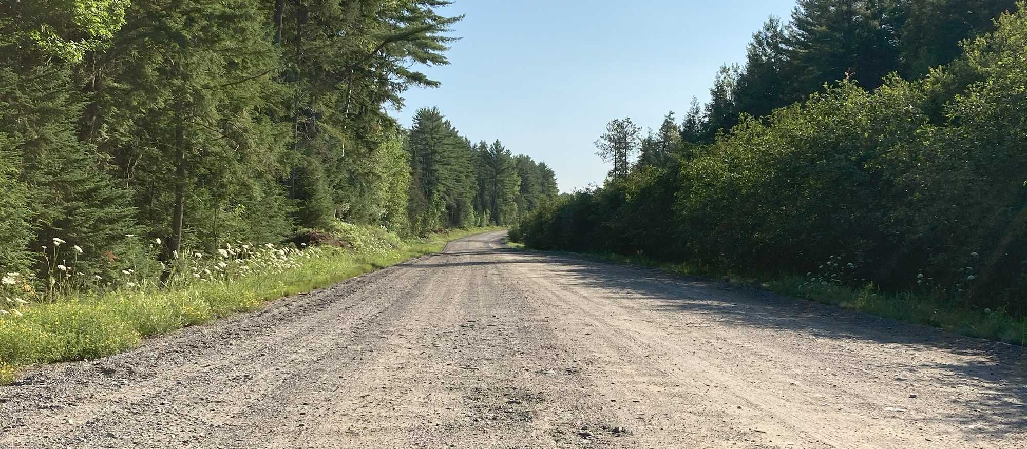 Gravel Stud Mill Road running straight between spruce woods