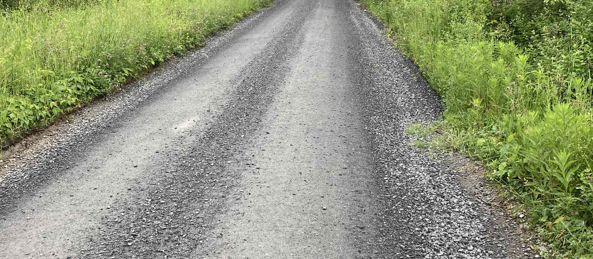 Gravel road stretching ahead through green woods