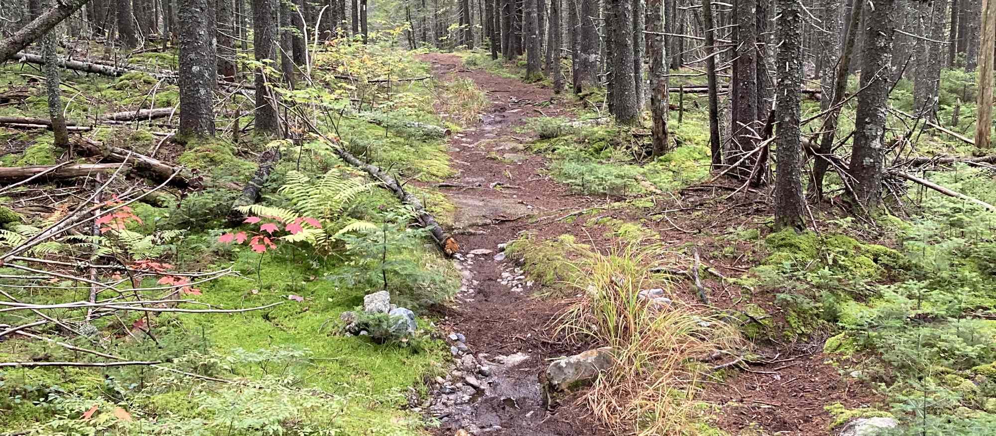 Singletrack through a pine forest